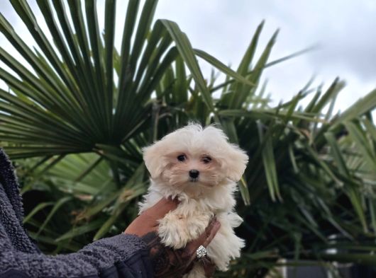 Özel Kan Hattı Maltese Terrier görsel