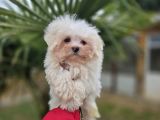 Bebek Suratlı Maltese Terrier Yavrular