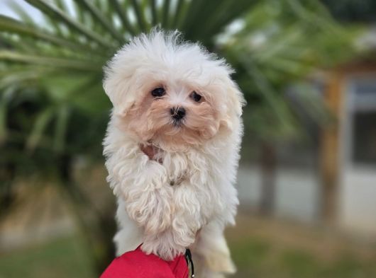 Bebek Suratlı Maltese Terrier Yavrular görsel