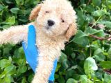 Uygun Fiyat Son Yavrular Aprıcot Poodle Yavrular Teslim