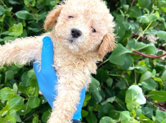 Uygun Fiyat Son Yavrular Aprıcot Poodle Yavrular Teslim görsel