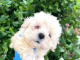 Uygun fiyat son yavrular aprıcot poodle yavrular