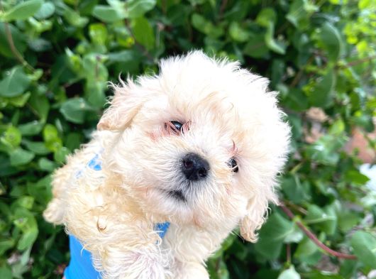 Uygun Fiyat Son Yavrular Aprıcot Poodle Yavrular