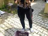 Üst Vasıf Rottweiler Yavrular