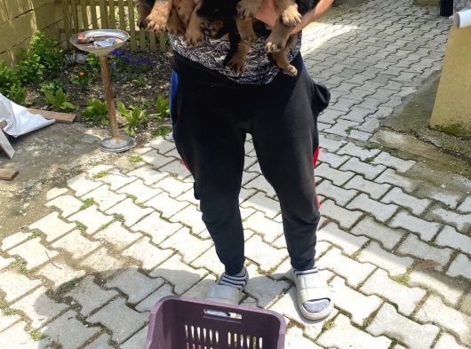 Üst Vasıf Rottweiler Yavrular görsel