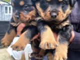 Üst Vasıf Rottweiler Yavrular