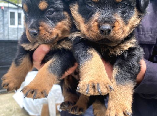 Üst Vasıf Rottweiler Yavrular görsel