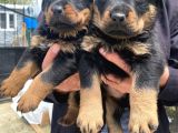 Üst Vasıf Rottweiler Yavrular