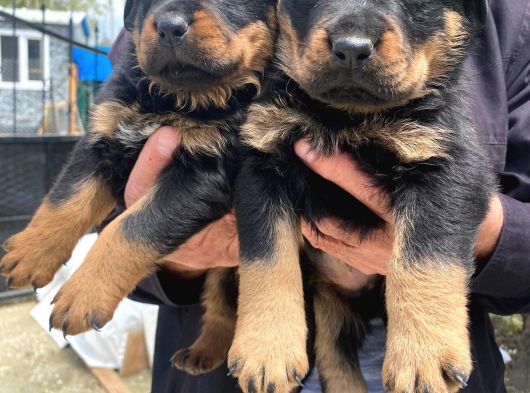 Üst Vasıf Rottweiler Yavrular görsel
