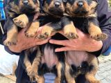 Üst Vasıf Rottweiler Yavrular