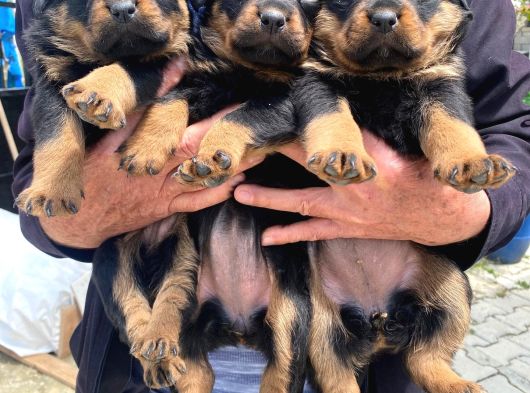 Üst Vasıf Rottweiler Yavrular görsel