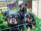 Üst vasıf rottweiler yavrular