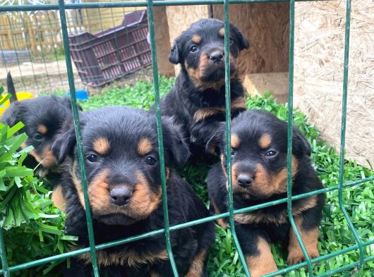 Üst Vasıf Rottweiler Yavrular