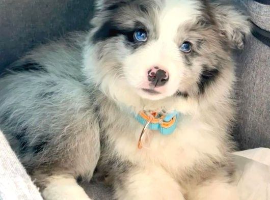 Resmi işletmeden bordercollie yavruları