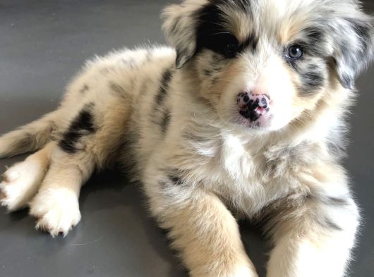 Resmi Işletmeden Bordercollie Yavruları görsel