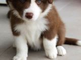 Resmi Işletmeden Bordercollie Yavruları