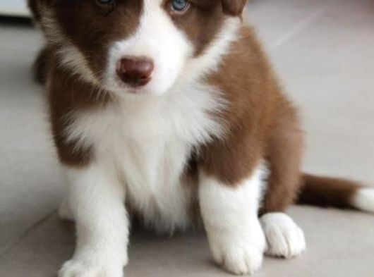 Resmi Işletmeden Bordercollie Yavruları görsel