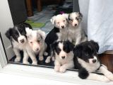 Resmi Işletmeden Bordercollie Yavruları