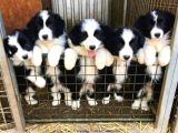 Resmi Işletmeden Bordercollie Yavruları