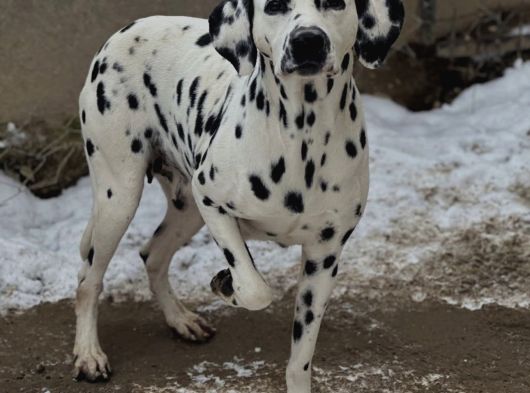 Üst Kalite Dalmaçyalı Yavrularımız görsel