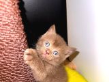 Chocolate British Shorthair