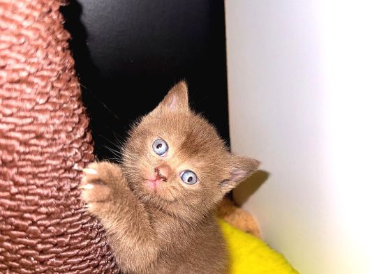 Chocolate British Shorthair görsel