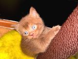 Chocolate British Shorthair