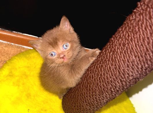 Chocolate British Shorthair görsel