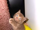Chocolate British Shorthair