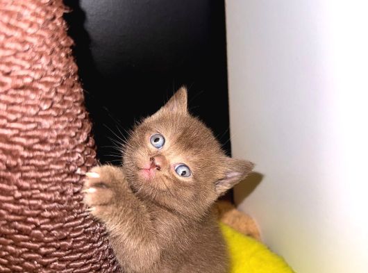 Chocolate British Shorthair