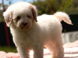 Mini Labradoodle Yavrumuz Panda