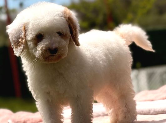 Mini Labradoodle Yavrumuz Panda görsel