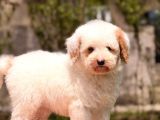 Mini labradoodle yavrumuz panda