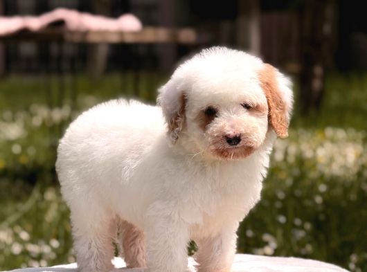 Mini Labradoodle Yavrumuz Panda görsel