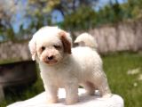 Mini Labradoodle Yavrumuz Panda