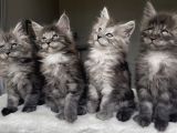 Blacksmoke maine Coon Yavruları -Granddesign Cattery