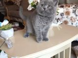Safkan British Shorthair Yavru  Uysal Sevecen Ve Oyuncu