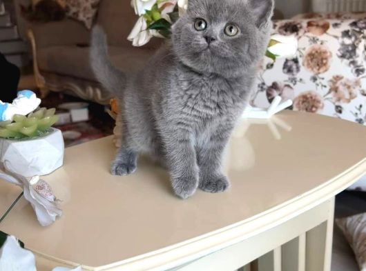 Safkan British Shorthair Yavru  Uysal Sevecen Ve Oyuncu görsel