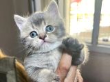 British Shorthair Safkan Sağlıklı 2 Aylık Yavrularımız