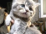 British Shorthair Safkan Sağlıklı 2 Aylık Yavrularımız