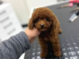 Kore Kan Orjinal Toy Poodle Erkek