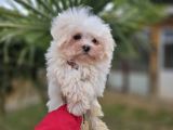 Bebek suratlı maltese terrier yavrular