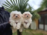 Özel Kan Hattı Maltese Terrier