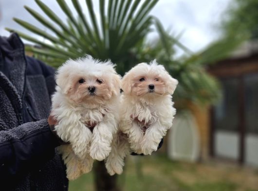 Özel Kan Hattı Maltese Terrier görsel