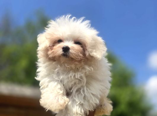 Sağlık Ve Irk Garantili Maltese Terrier görsel
