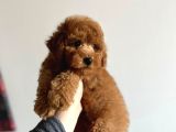 Toy Garantili Orjinal Erkek Toy Poodle Yavrumuz
