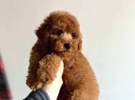 Toy Garantili Orjinal Erkek Toy Poodle Yavrumuz görsel