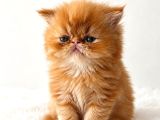 Garfield Disi Mükemmel Bebeğim