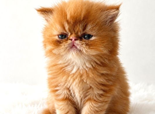 Garfield Disi Mükemmel Bebeğim görsel
