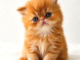 Garfield disi Mükemmel Bebeğim